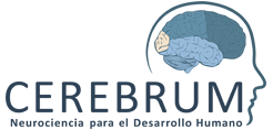 Cerebrum
